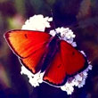 Бабочка 1