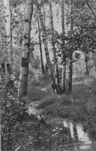 Фотo 15. Ручей в лесу